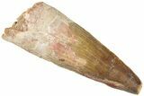 Fossil Spinosaurus Tooth - Real Dinosaur Tooth #311806-1